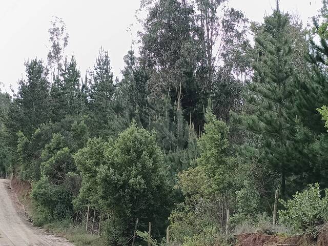 #2 - Área para Venta en Cabrero - VIII